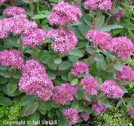 Sedum telephium 'Carl'